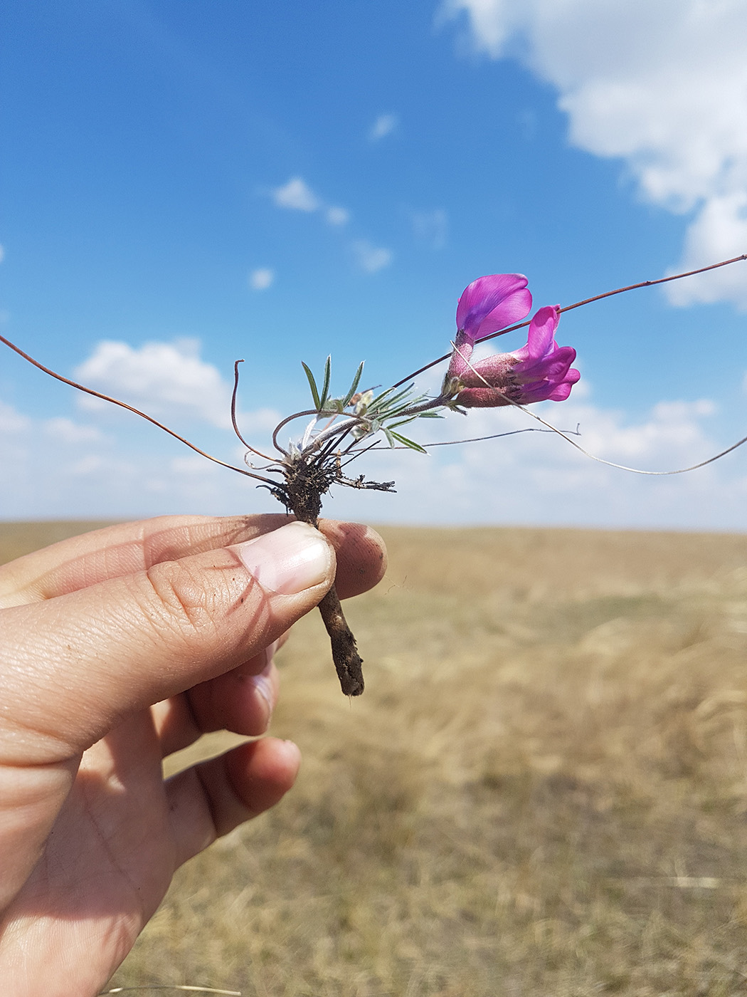 Изображение особи Oxytropis leptophylla.