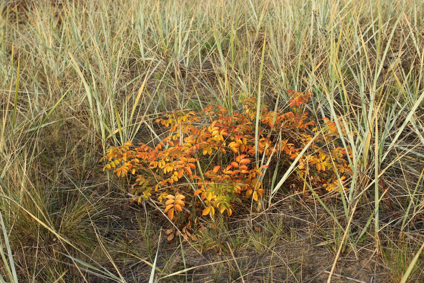 Image of Rosa rugosa specimen.