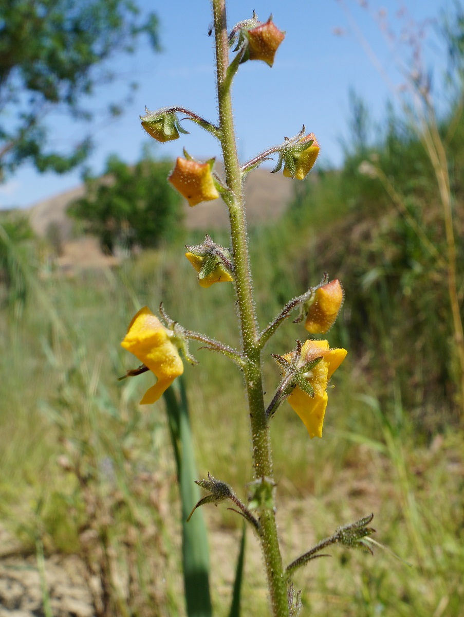 Изображение особи Verbascum blattaria.