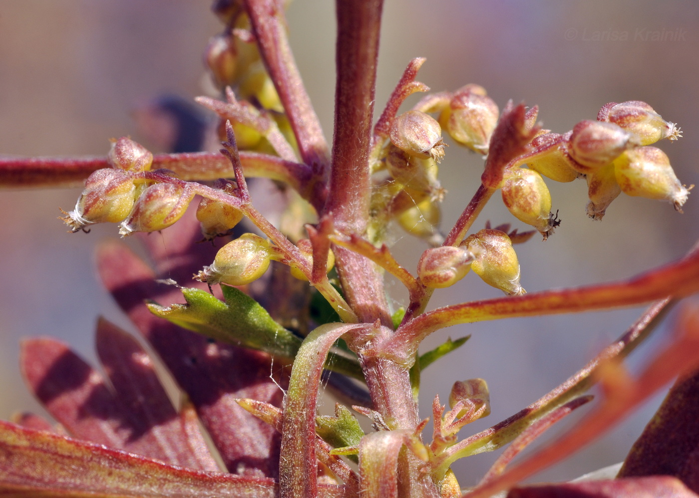 Image of Artemisia japonica specimen.