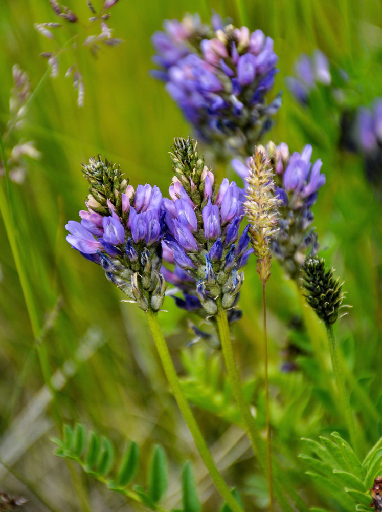 Изображение особи Astragalus adsurgens.