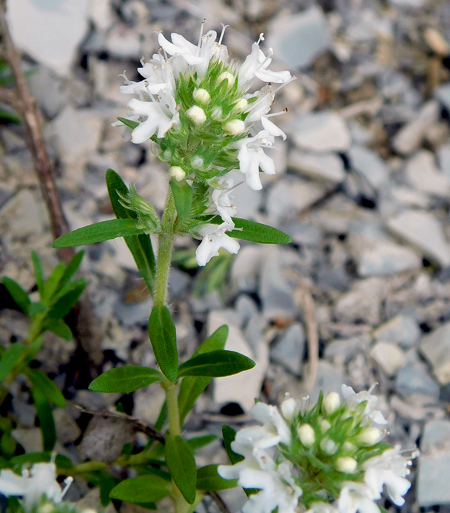 Image of Thymus elenevskyi specimen.