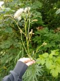 genus Sanguisorba