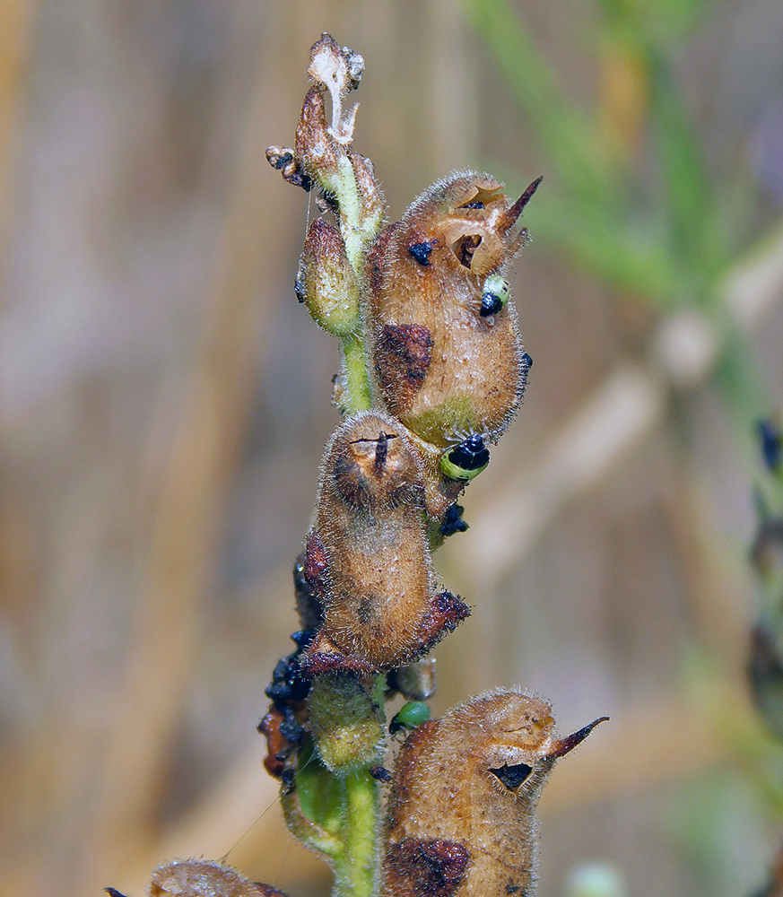 Image of Antirrhinum majus specimen.