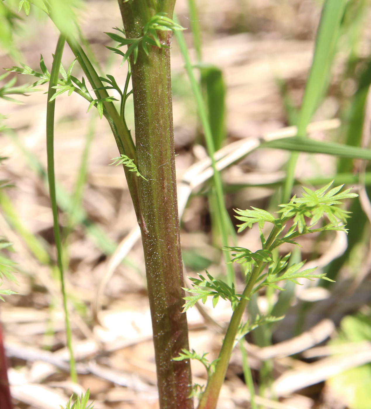 Image of Adonis apennina specimen.