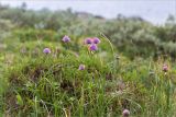 Allium schoenoprasum