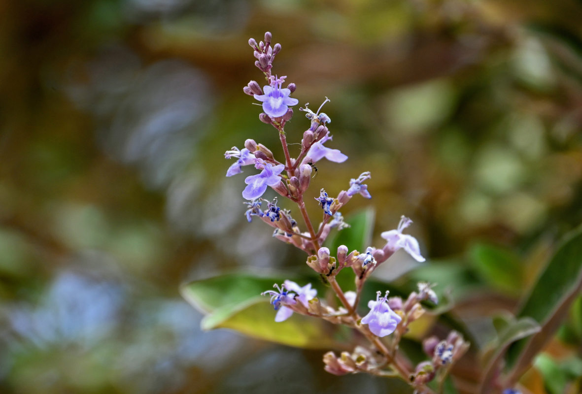 Image of Vitex trifolia var. purpurea specimen.