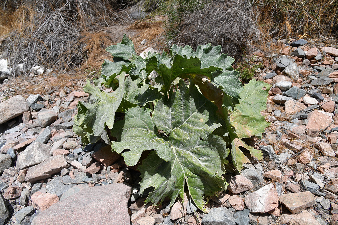 Image of Crambe kotschyana specimen.