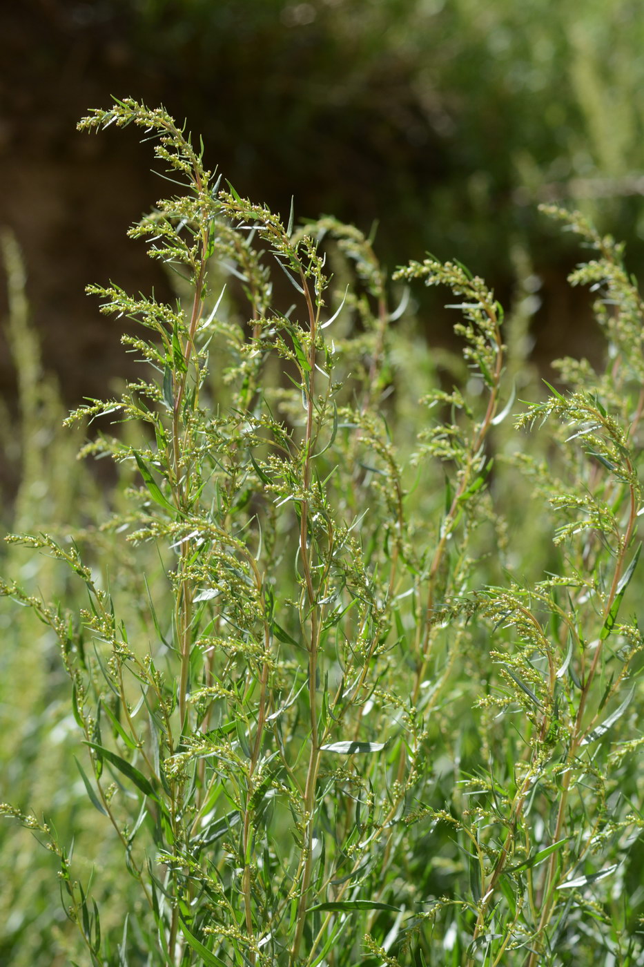 Image of Artemisia dracunculus specimen.