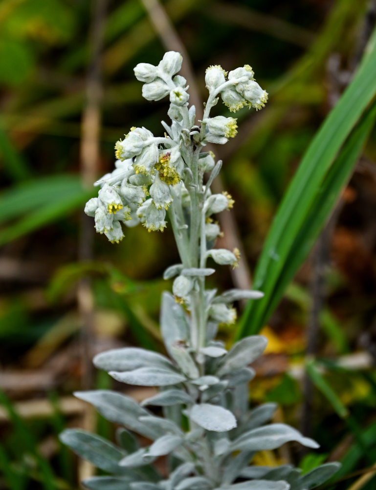 Изображение особи Artemisia stelleriana.