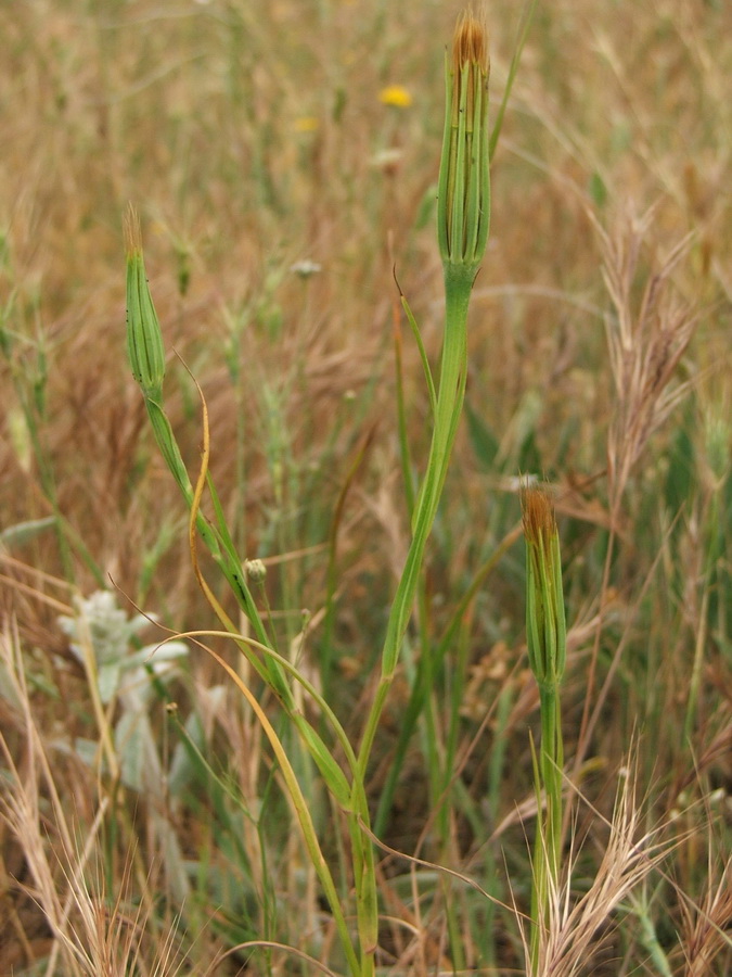 Изображение особи Geropogon hybridus.