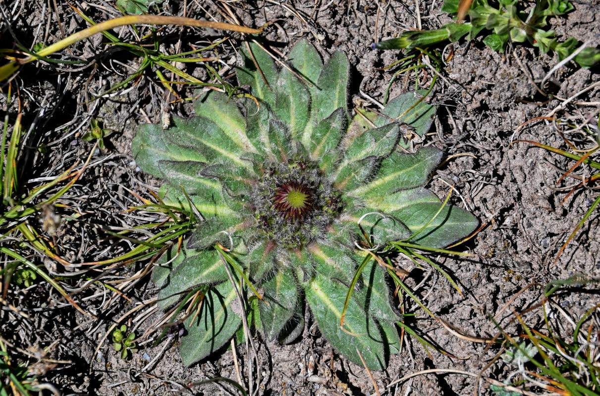 Image of Inula rhizocephala specimen.