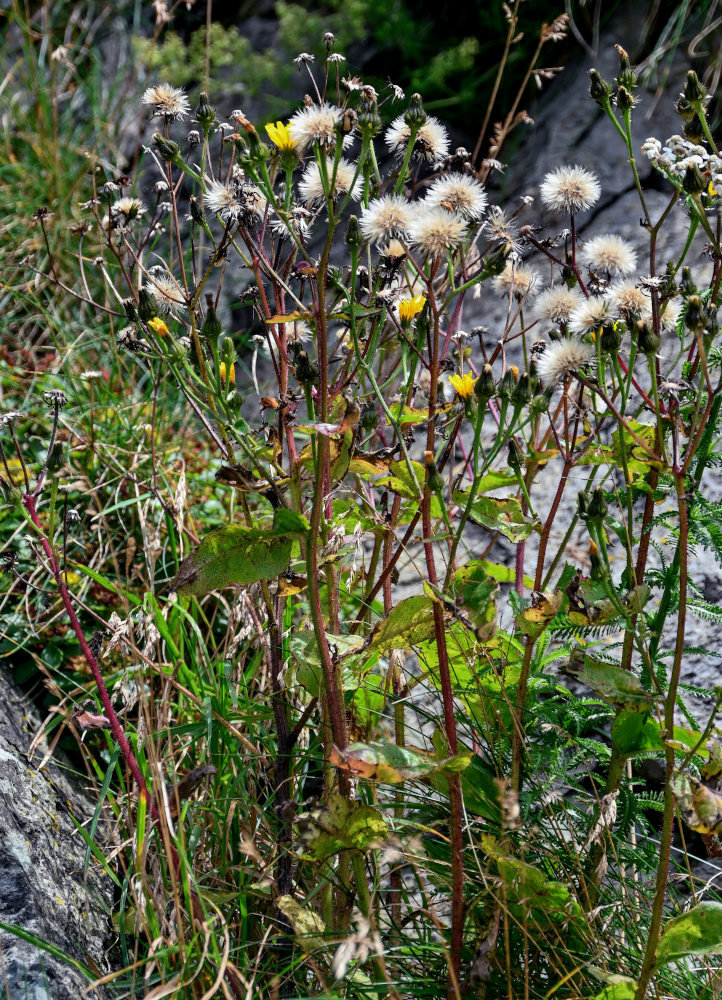 Image of Picris japonica specimen.