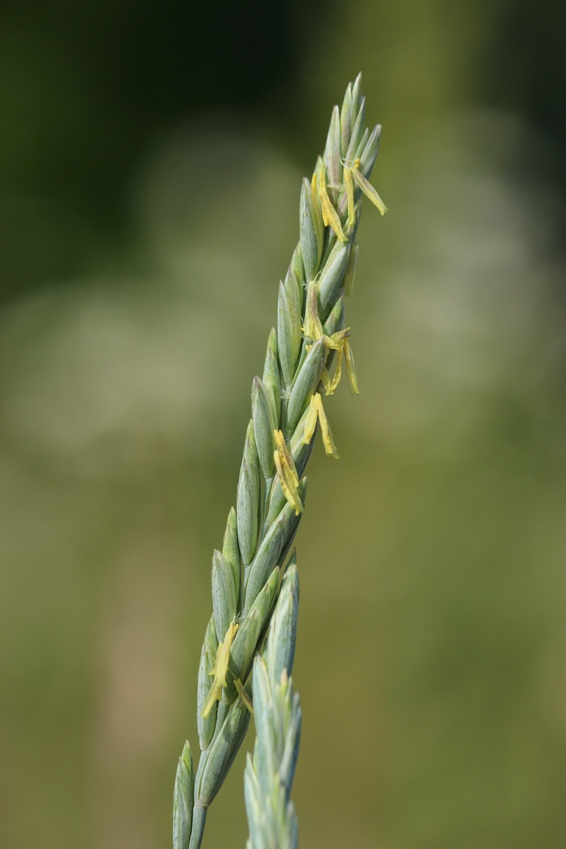 Изображение особи Elytrigia repens.