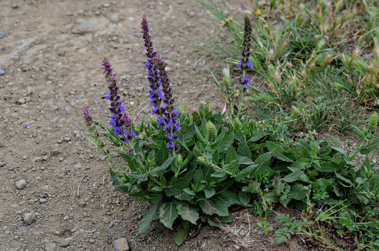 Image of Salvia nemorosa specimen.