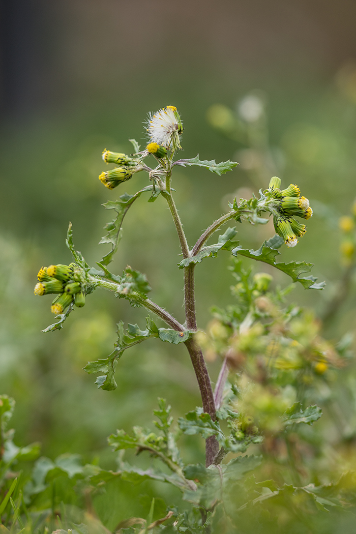 Image of Senecio vulgaris specimen.