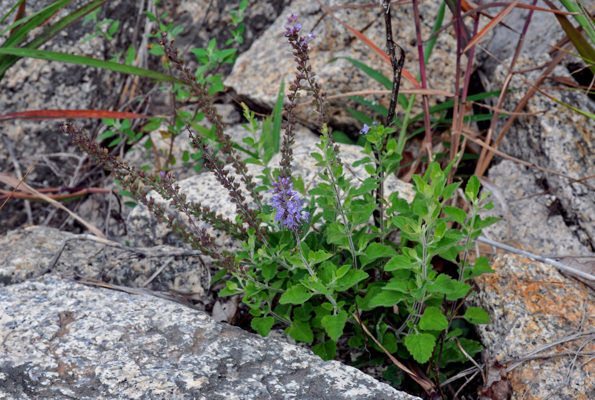 Image of Veronica daurica specimen.