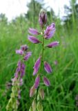 Polygala wolfgangiana. Верхушка цветущего растения. Смоленская обл., Смоленский р-н, окр. пос. Каспля, сухой склон холма. 27.06.2009.