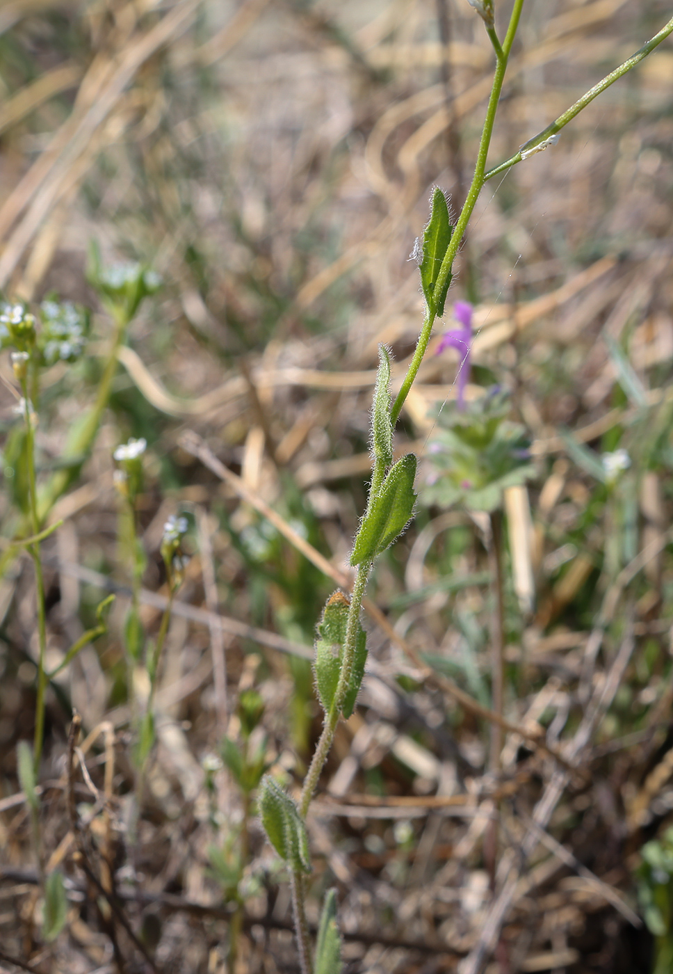 Image of Arabis auriculata specimen.