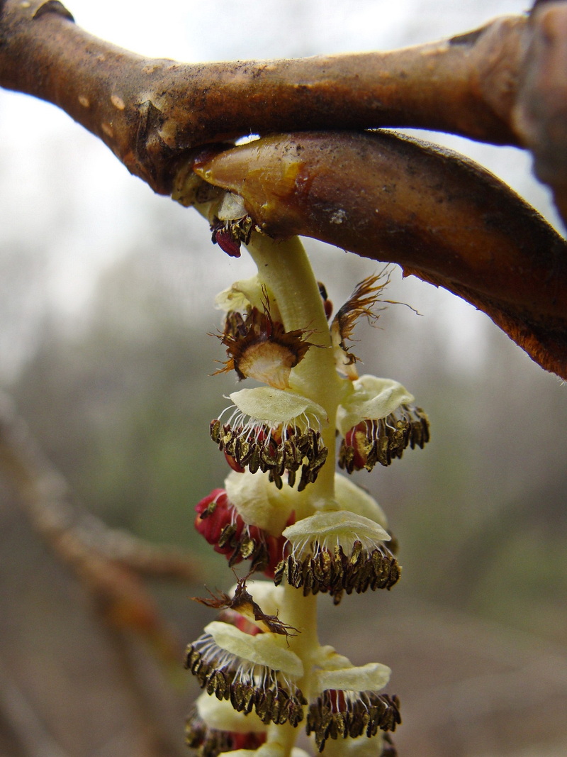 Изображение особи Populus suaveolens.