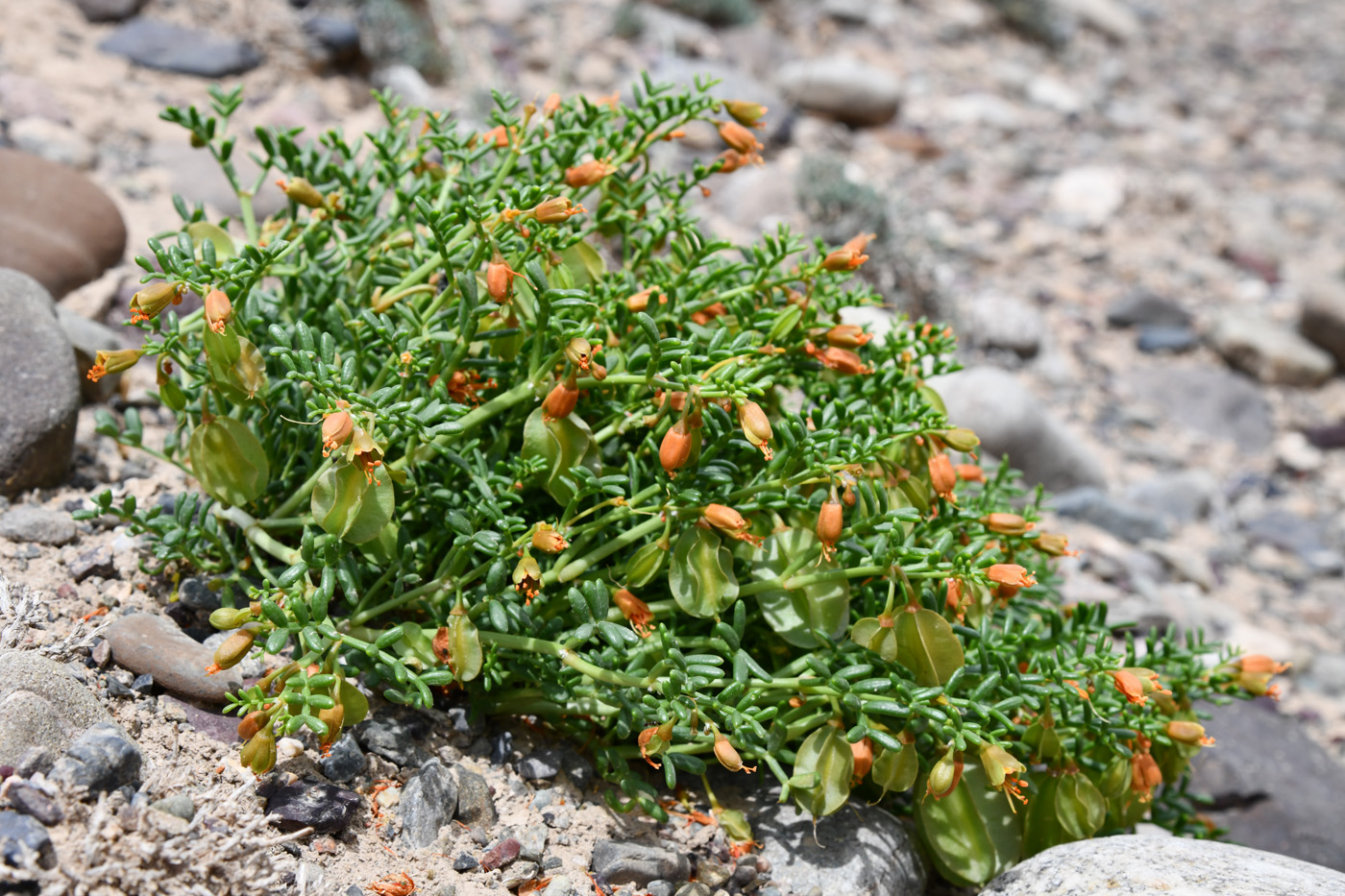 Изображение особи Zygophyllum kegense.