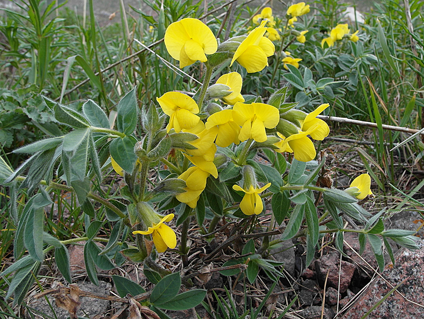 Image of Thermopsis alpina specimen.