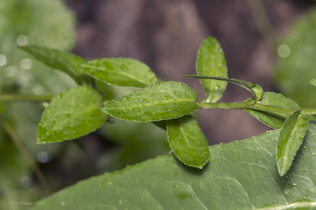 Image of genus Campanula specimen.