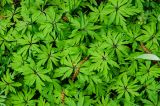 Anemone ranunculoides. Листья с лежащими на них опавшими мужскими соцветиями Alnus. Башкортостан, Хайбуллинский р-н, Абишевский сельсовет, окр. с. Большеарслангулово, дол. р. Сакмара, устье безымянного ручья, разреженный ольховник. 30 апреля 2024 г.