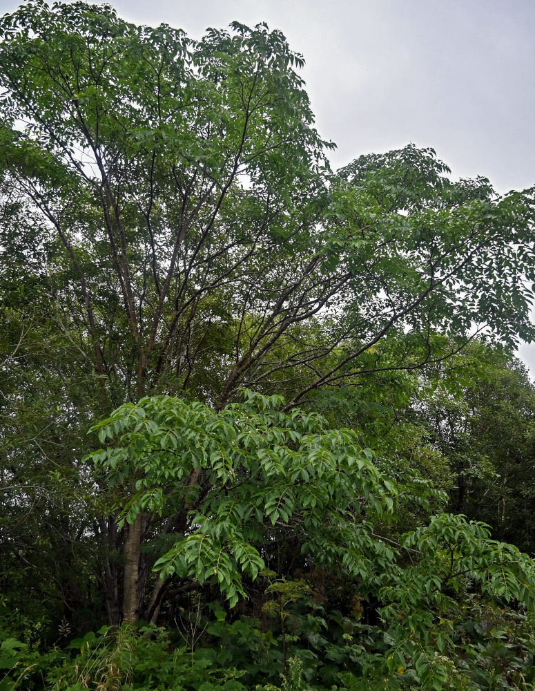 Image of genus Fraxinus specimen.