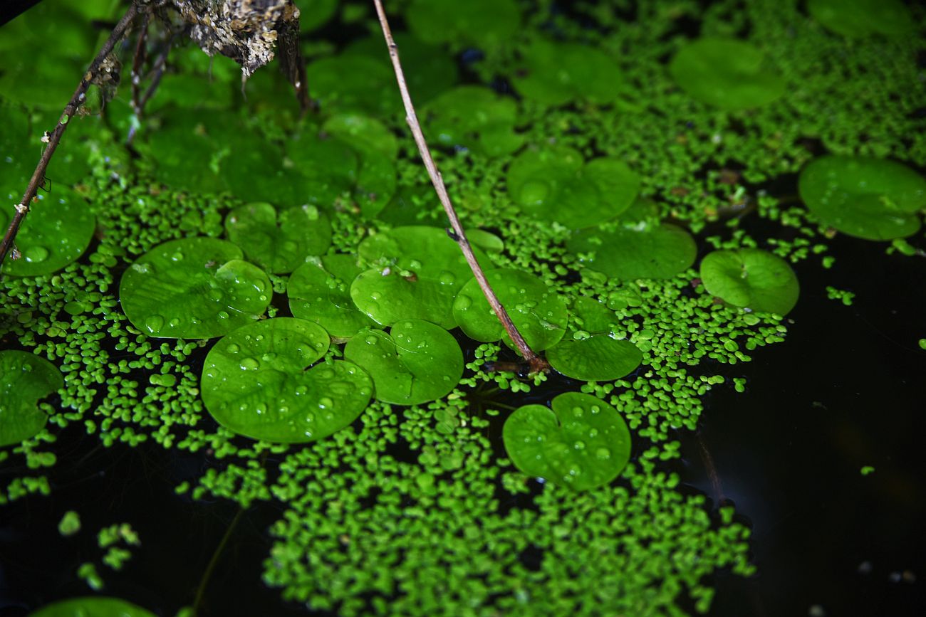 Изображение особи Hydrocharis morsus-ranae.