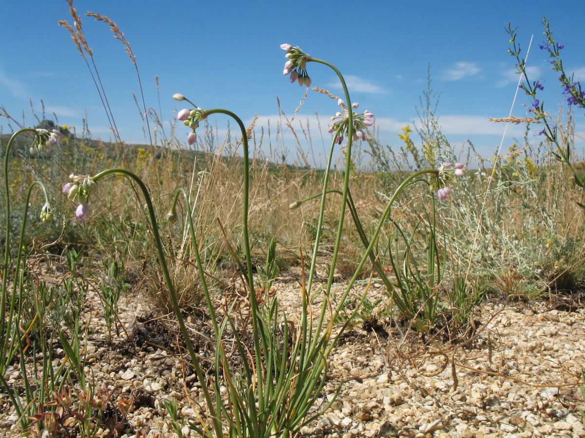 Image of Allium rubens specimen.