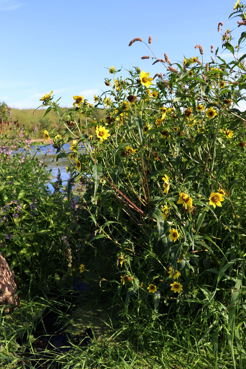 Image of Bidens cernua specimen.