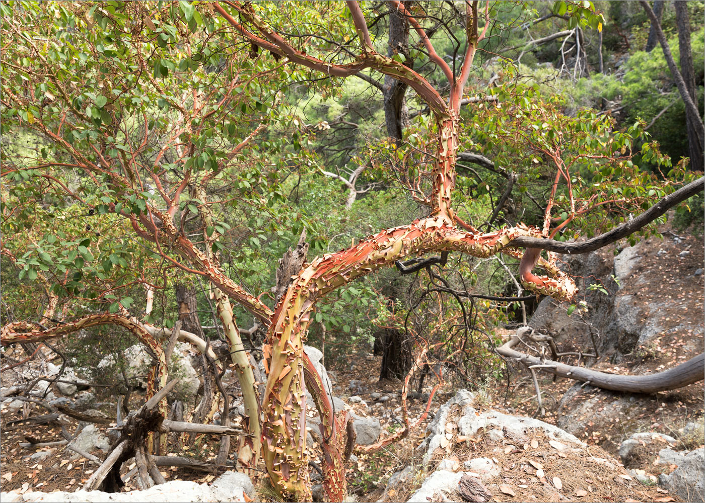 Image of Arbutus andrachne specimen.