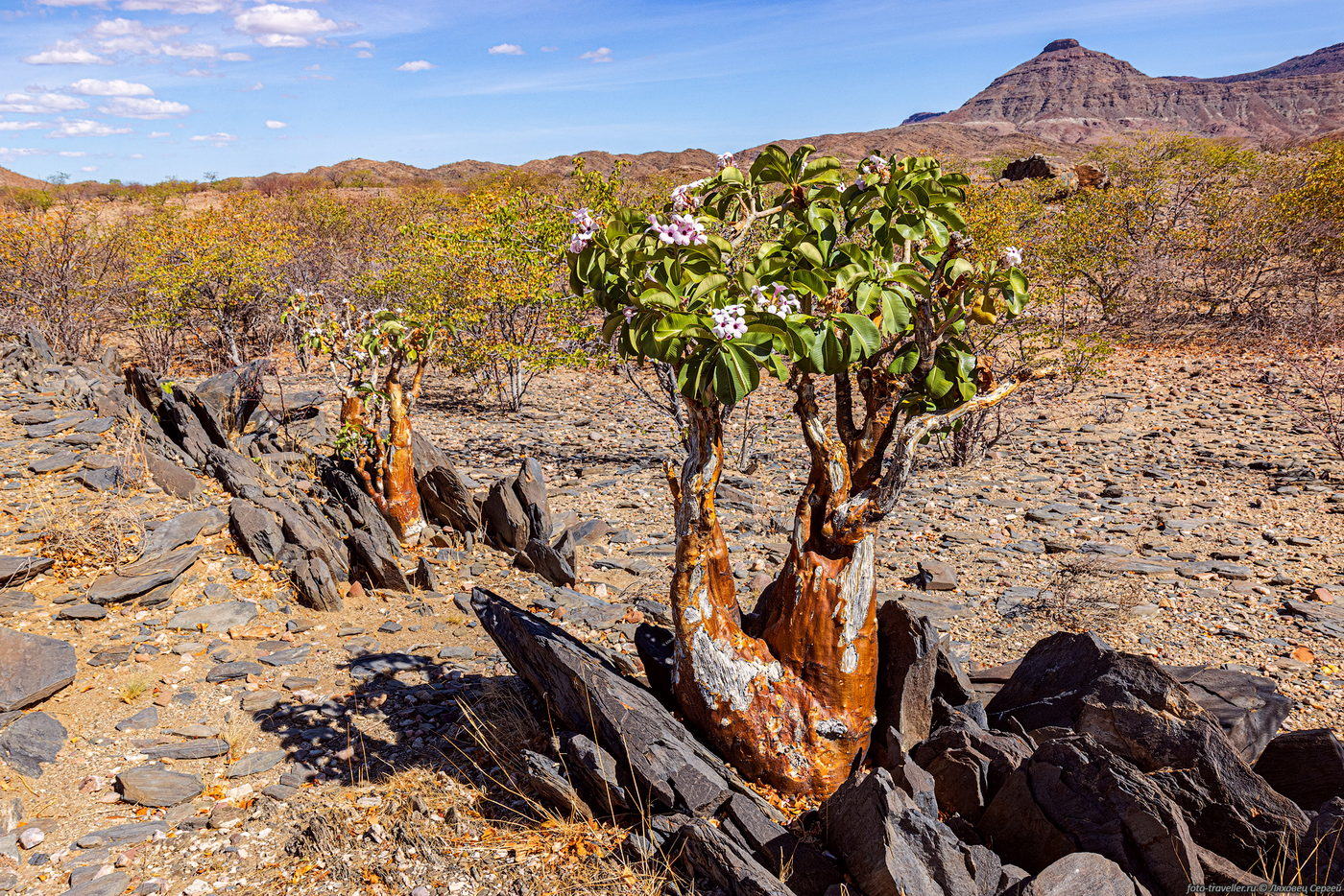 Image of familia Apocynaceae specimen.