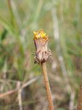 Taraxacum serotinum. Раскрывающееся соцветие-корзинка. Ульяновская обл., Мелекесский р-н, окр. с. Вишенка, остепнённый правый береговой склон р. Бирля. 29.07.2023.