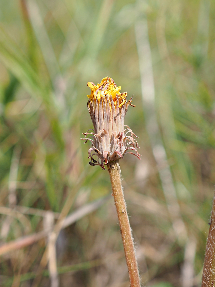 Изображение особи Taraxacum serotinum.