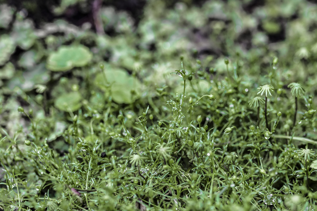 Image of Sagina procumbens specimen.