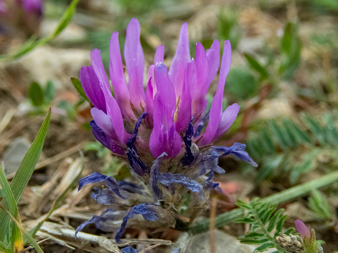 Изображение особи Astragalus onobrychis.