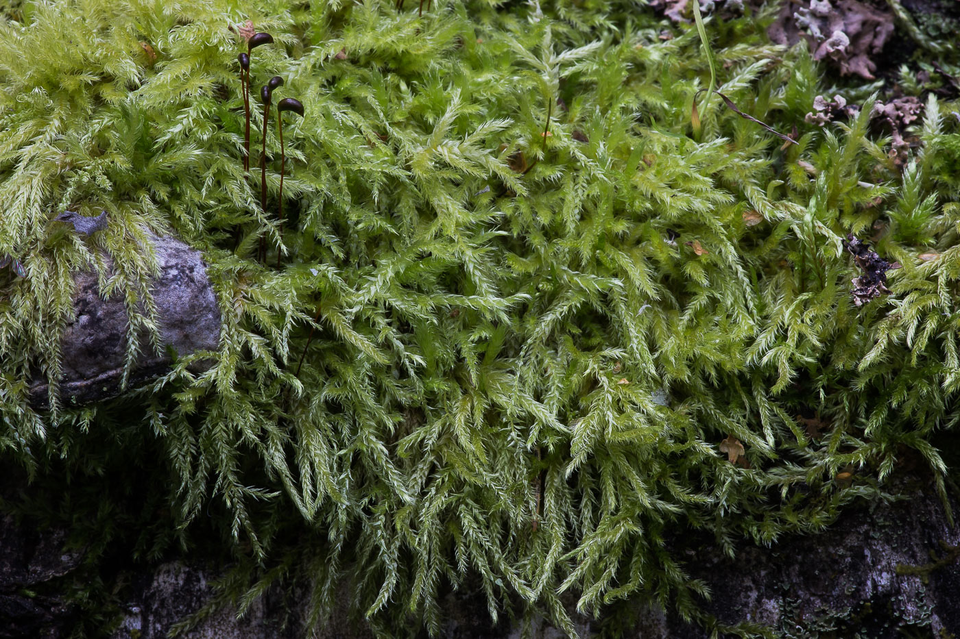 Image of familia Brachytheciaceae specimen.