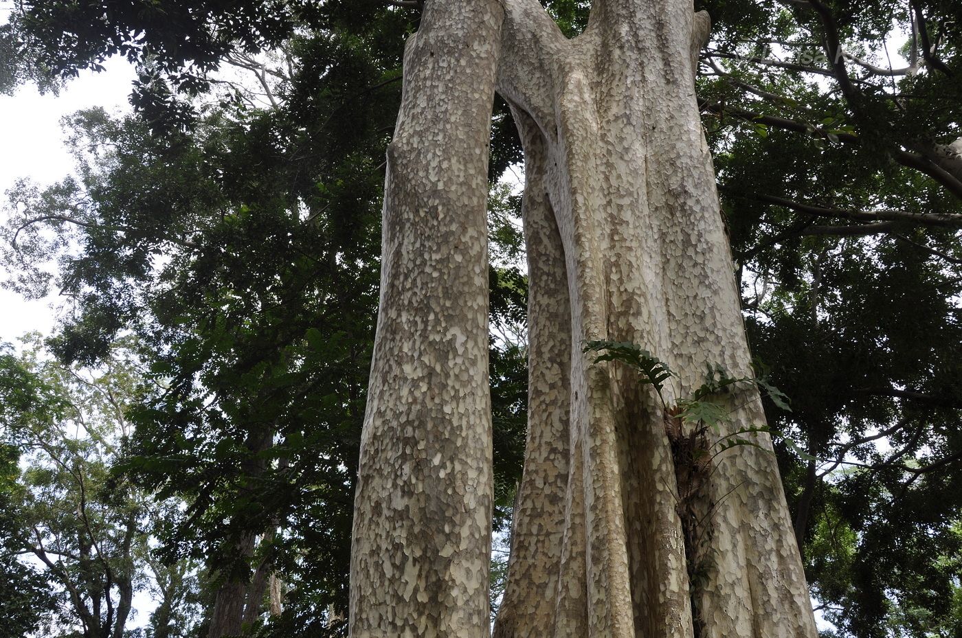 Image of Lagerstroemia calyculata specimen.