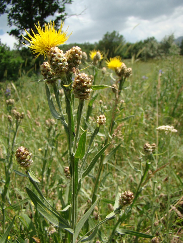 Изображение особи Chartolepis pterocaula.