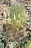 Astragalus alopecias