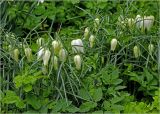 Fritillaria meleagris. Цветущие растения ('Alba'). Московская обл., Раменский р-н, окр. дер. Хрипань, садовый участок. 05.05.2024.