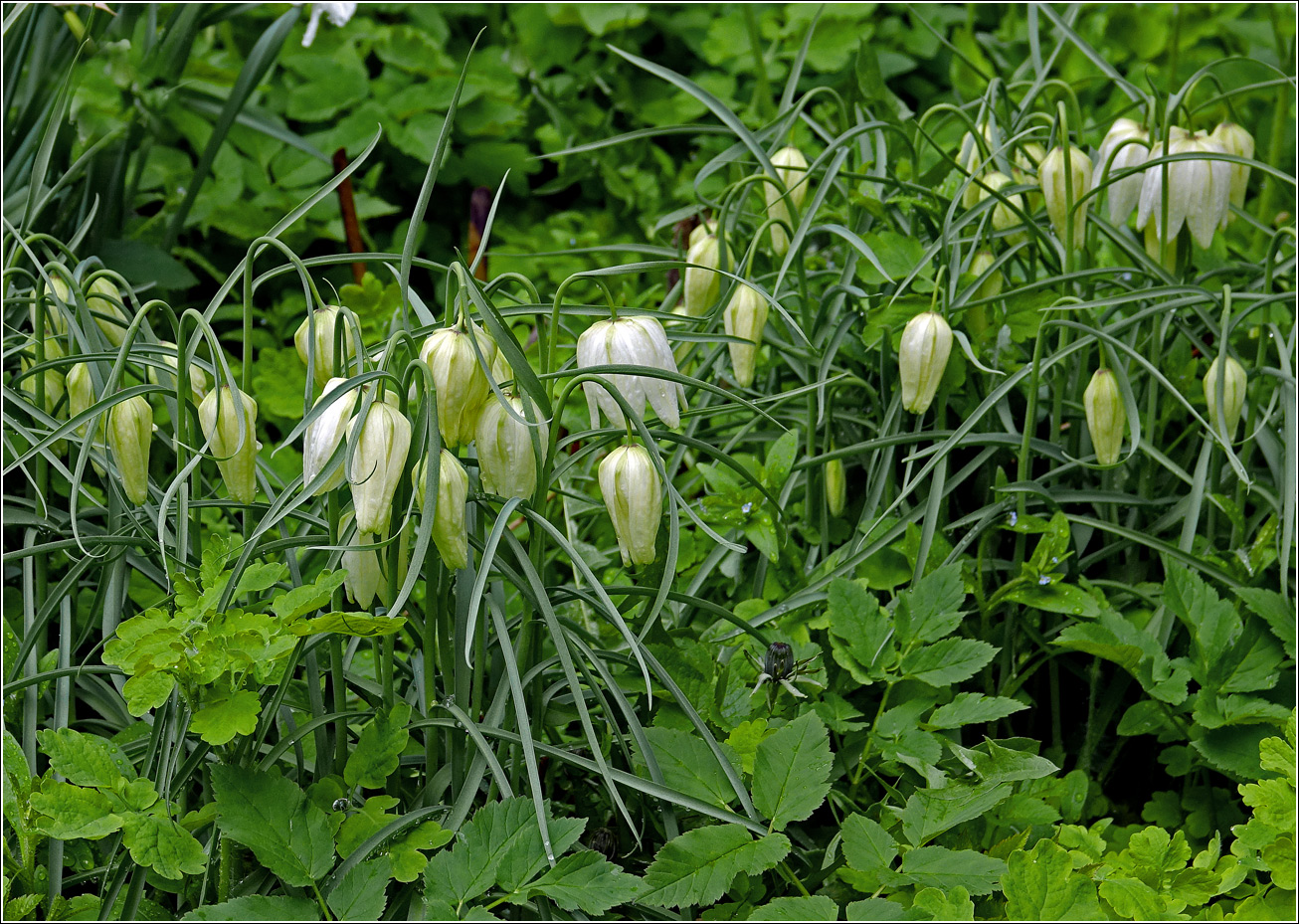 Image of Fritillaria meleagris specimen.
