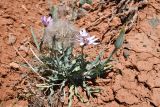 Tragopogon ruber. Цветущее и плодоносящее растение. Казахстан, Алматинская обл., горы Богуты, переполненные гипсом пестроцветы. 8 мая 2024 г.