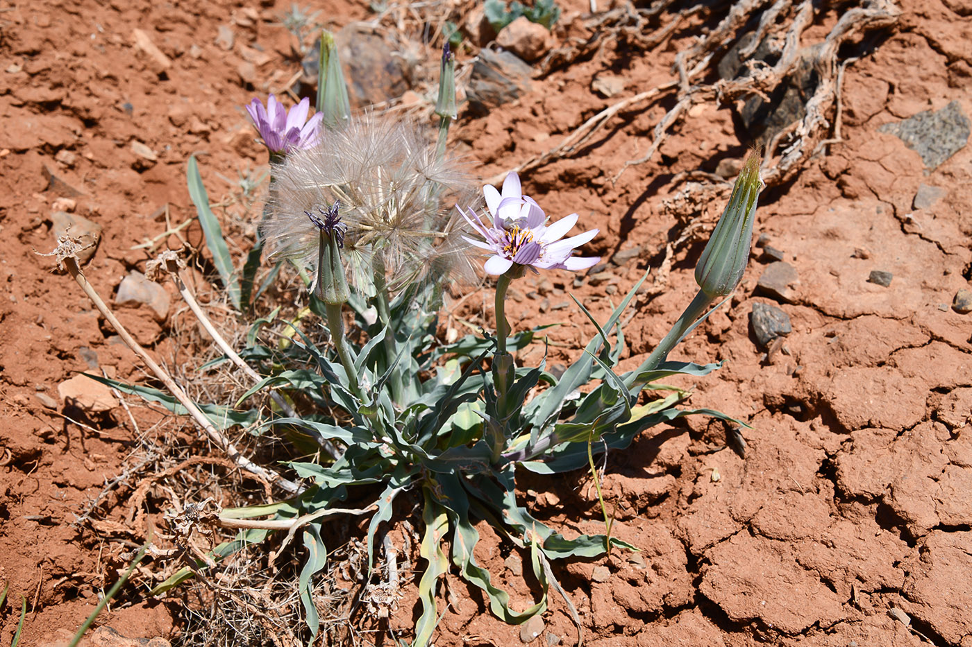 Image of Tragopogon ruber specimen.