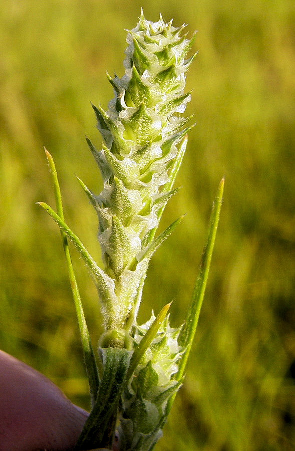 Image of Corispermum elongatum specimen.