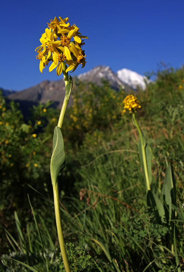 Изображение особи Ligularia altaica.