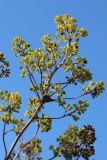 View full-size image Thalictrum lucidum