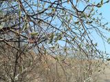 Salix rorida. Ветви с женскими серёжками. Алтай, Шебалинский р-н, с. Камлак. 16.04.2011.